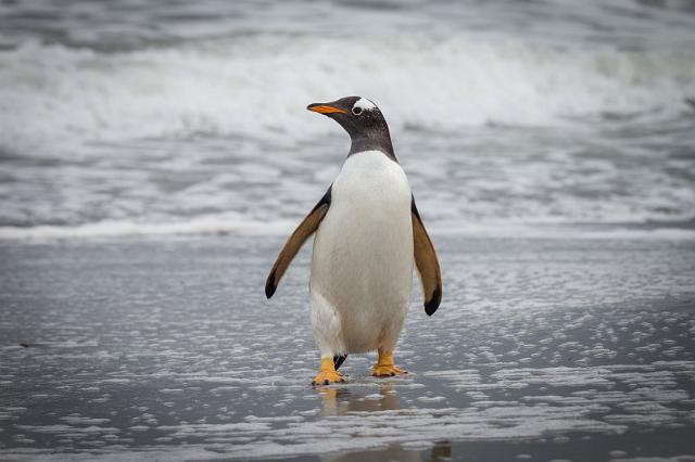 034 Falklandeilanden, Sea Lion Island, ezelspinguin.jpg